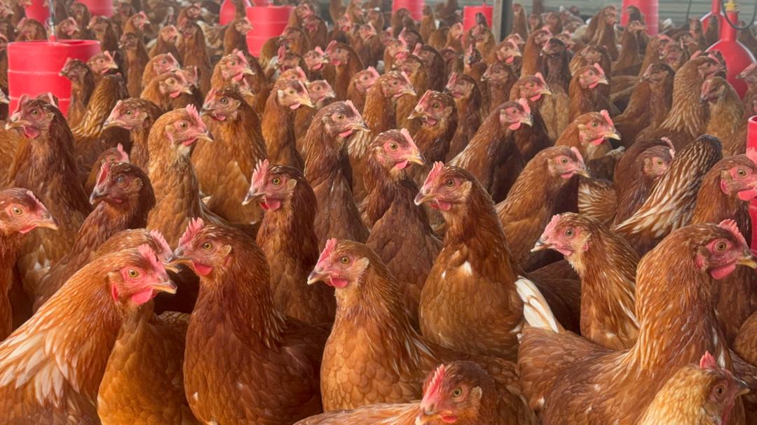 A large flock of healthy brown layers at feeding time
