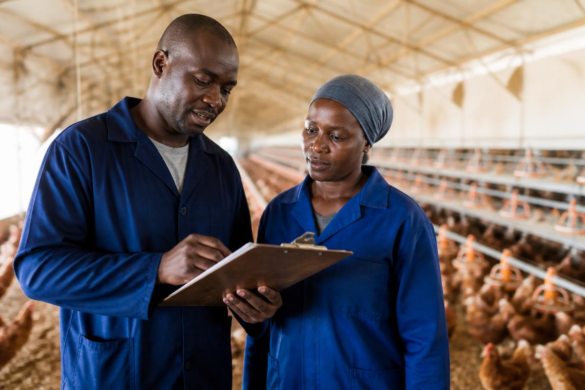 Poultry professionals reviewing farm records inside a layer house