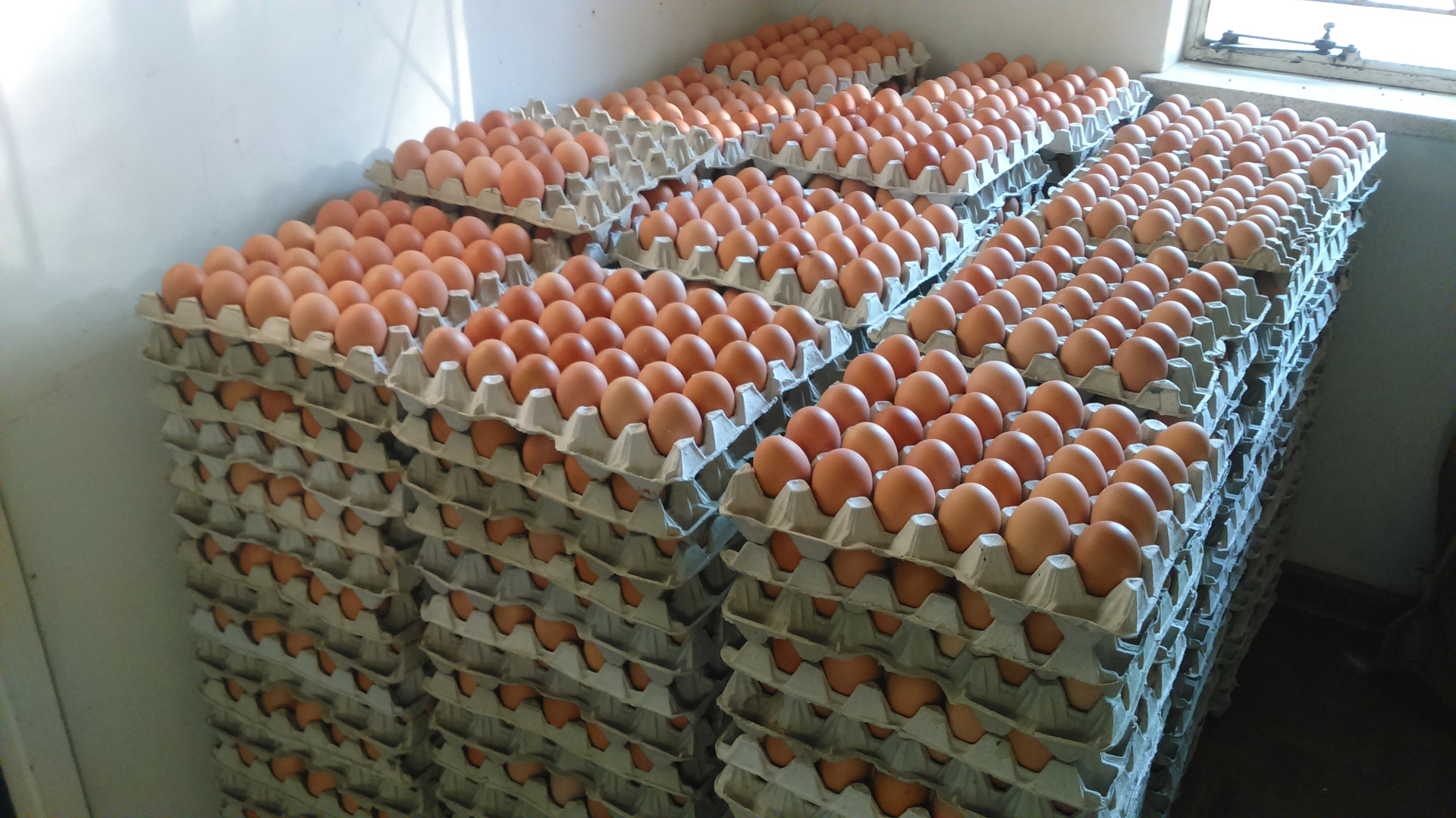 Trays of fresh brown poultry eggs ready for supply