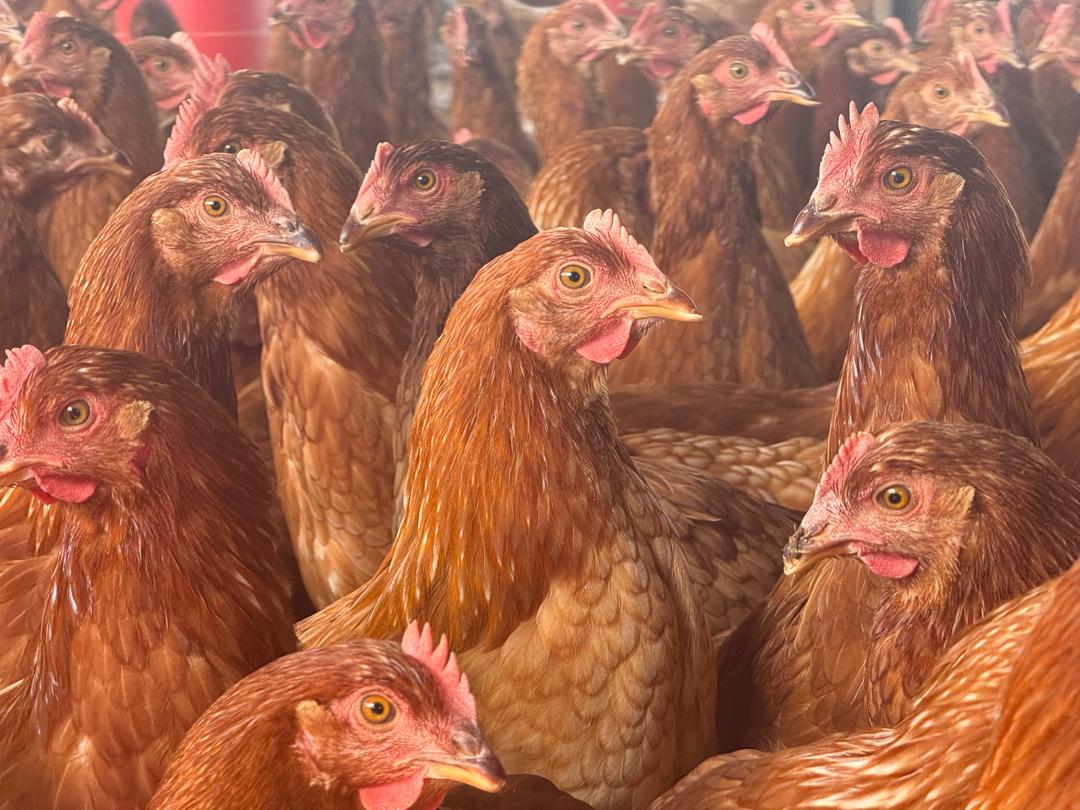 Close-up of ready-to-grow point of lay pullets