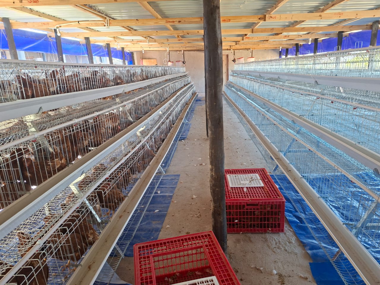 Rows of layer cages installed in a poultry house