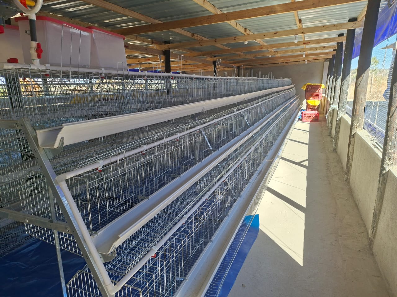 Arteon poultry battery cage installation