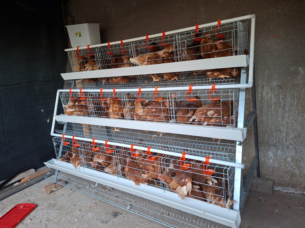 Poultry cage option for 48 birds