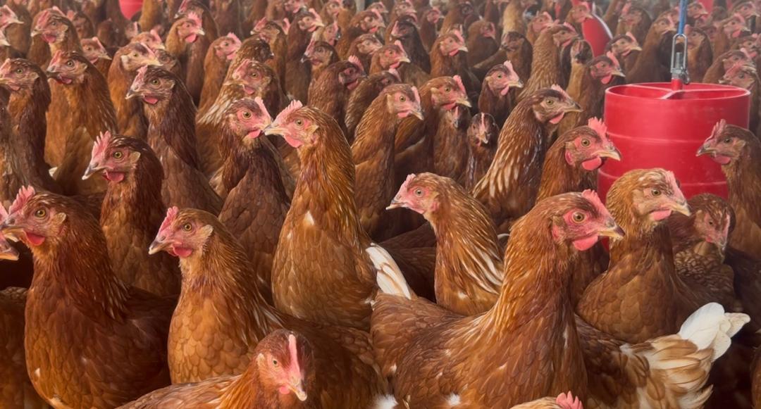Healthy brown layers around feeders in a well-managed poultry house